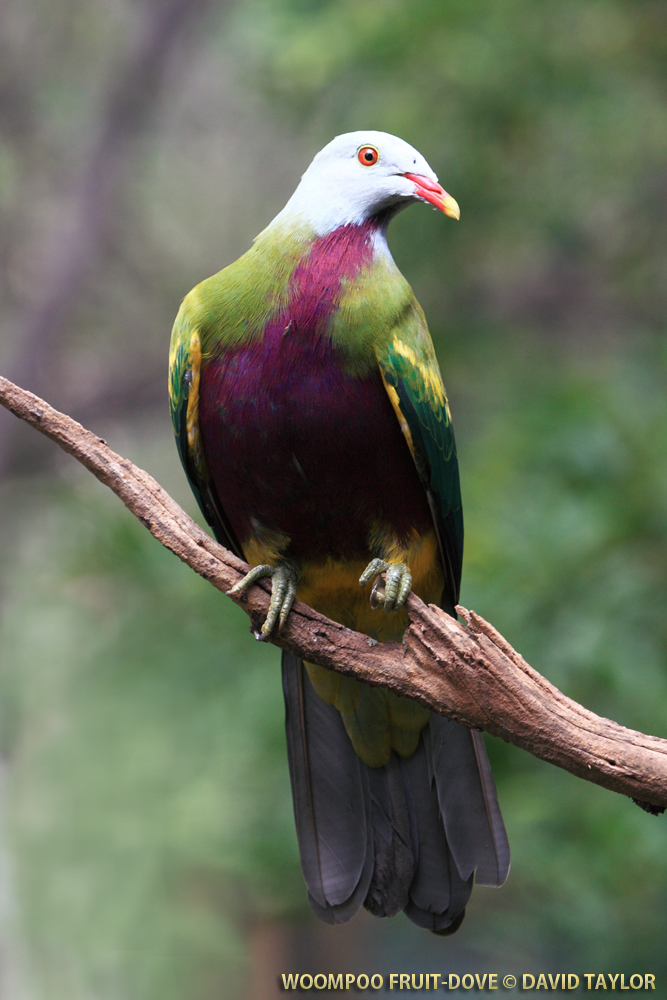 Pretty Wompoo fruit dove