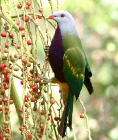 Pretty Wompoo fruit dove