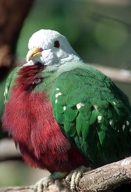 Pretty Wompoo fruit dove