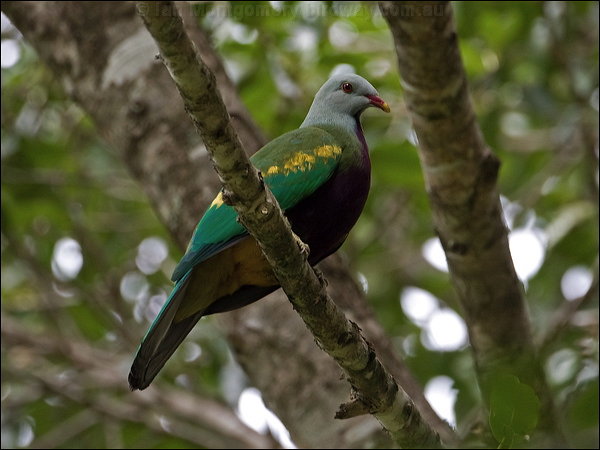 Pretty Wompoo fruit dove