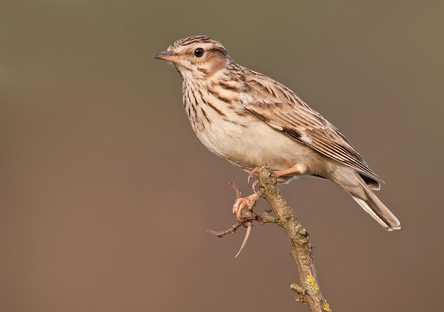 Wood lark