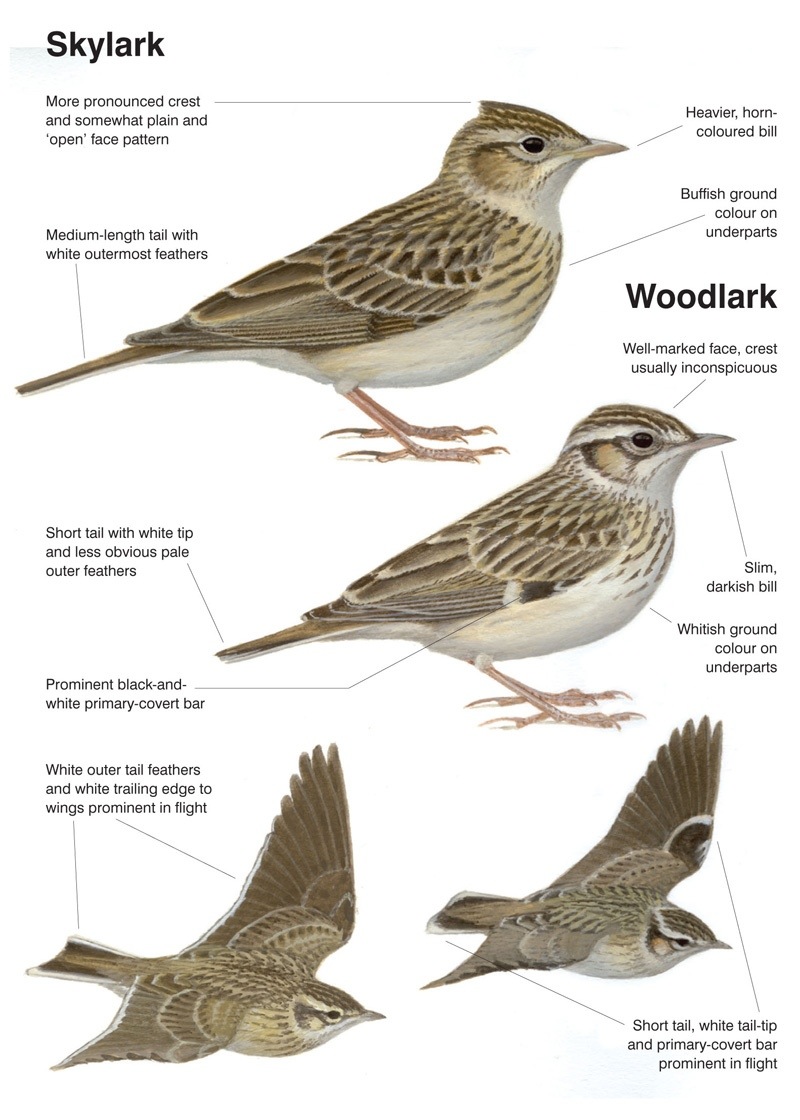 Pretty Wood lark
