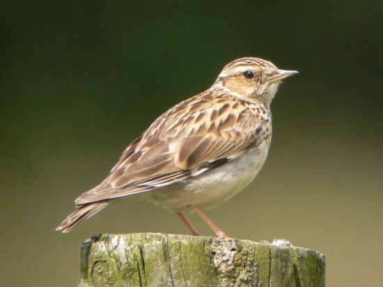 Pretty Wood lark