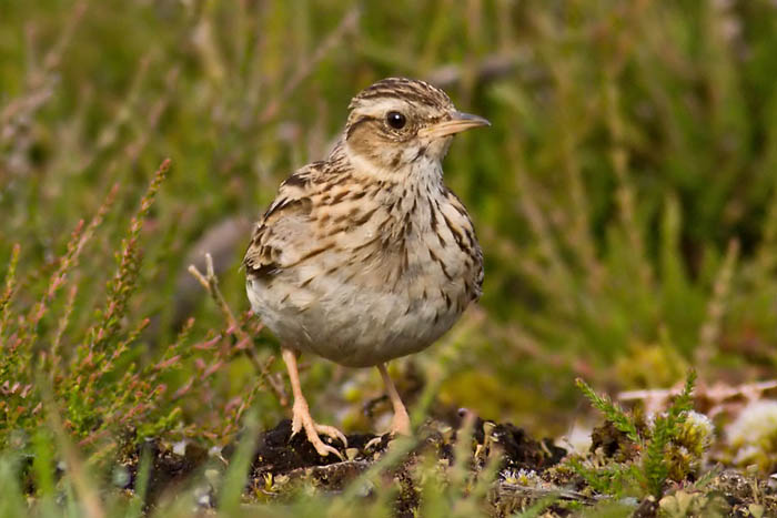 Pretty Wood lark