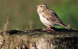 Pretty Wood lark