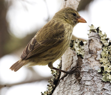 Woodpecker finch