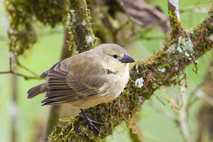 Pretty Woodpecker finch