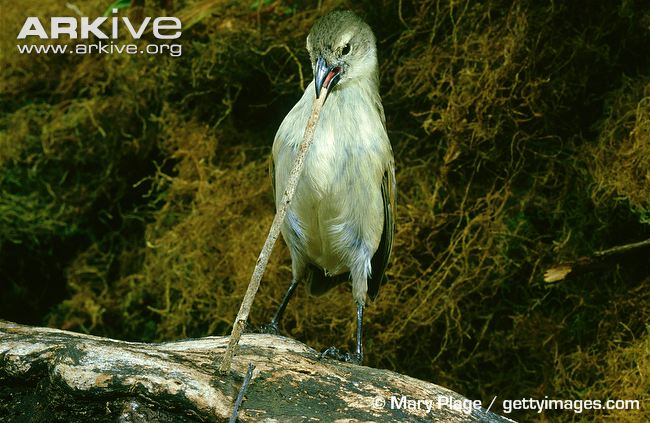 Pretty Woodpecker finch