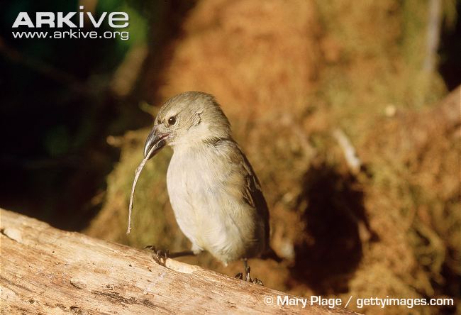 Pretty Woodpecker finch