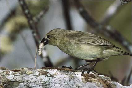 Pretty Woodpecker finch