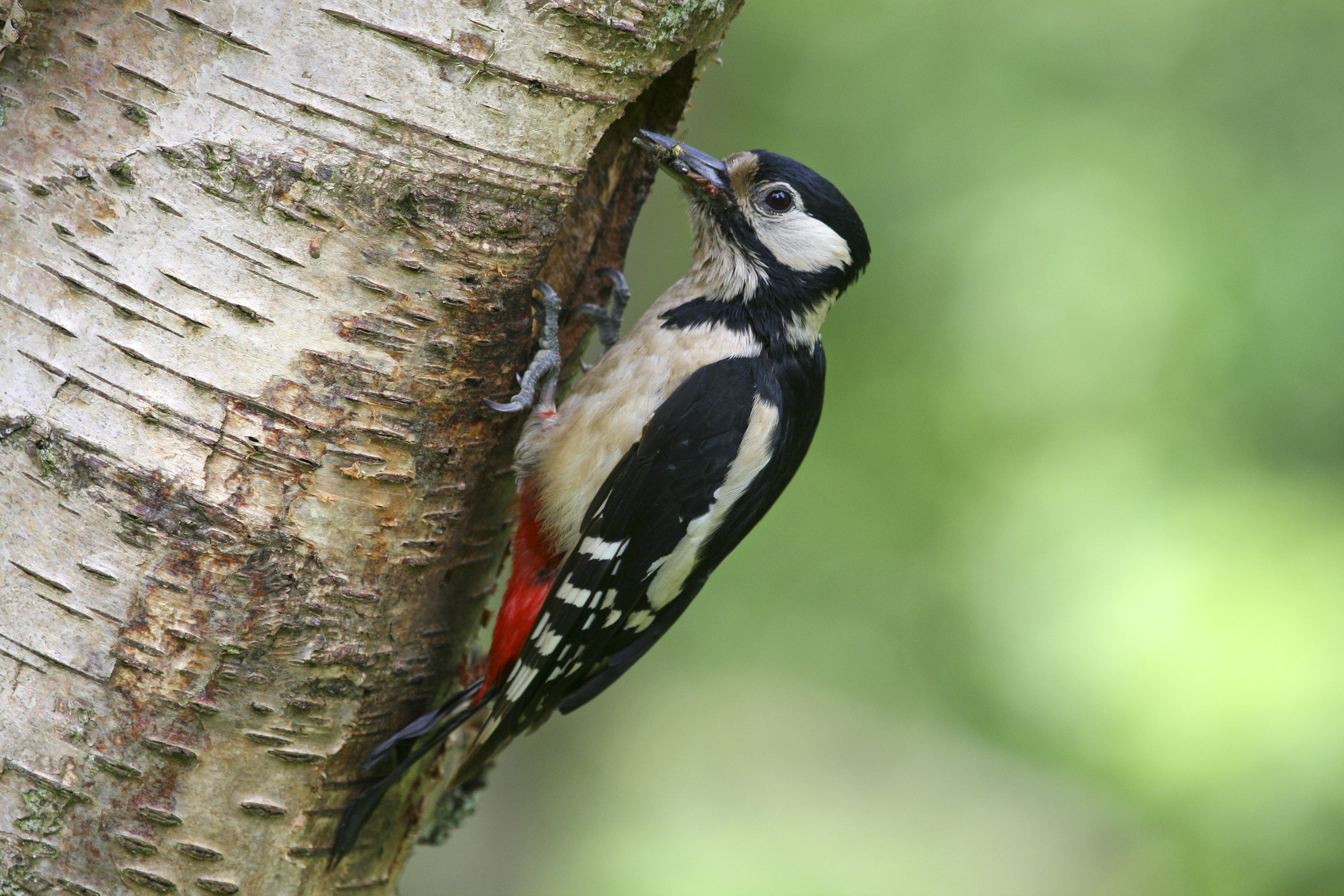 Woodpecker