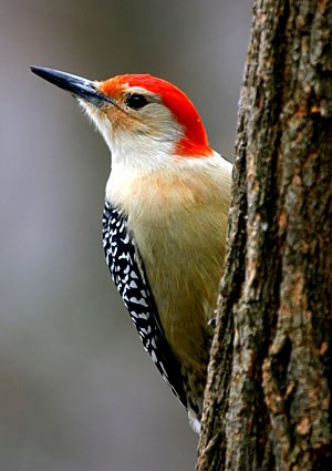 Woodpecker wallpaper