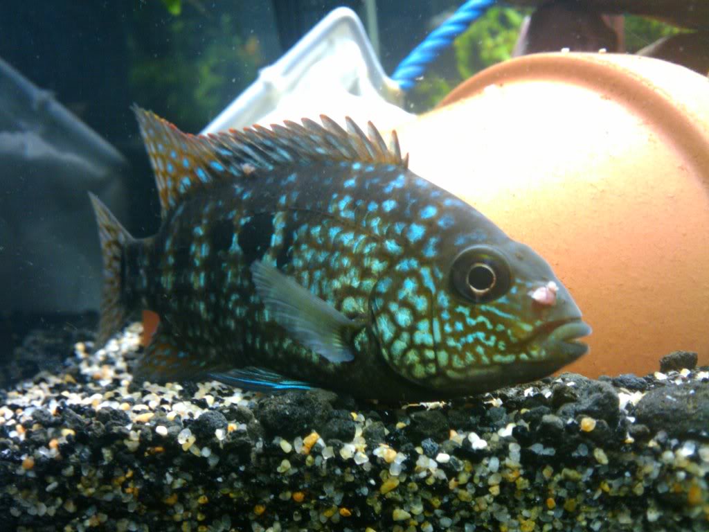 Worm cichlid