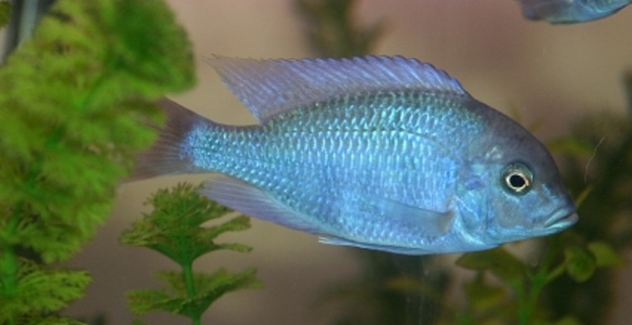 Pretty Worm cichlid