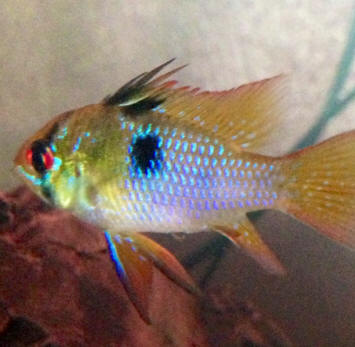 Pretty Worm cichlid