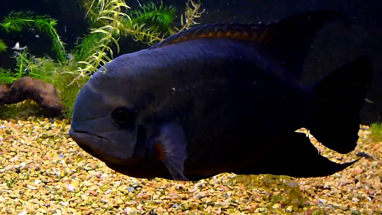 Pretty Worm cichlid