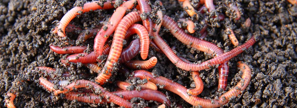 Worms