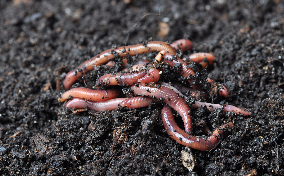Wallpaper Worms