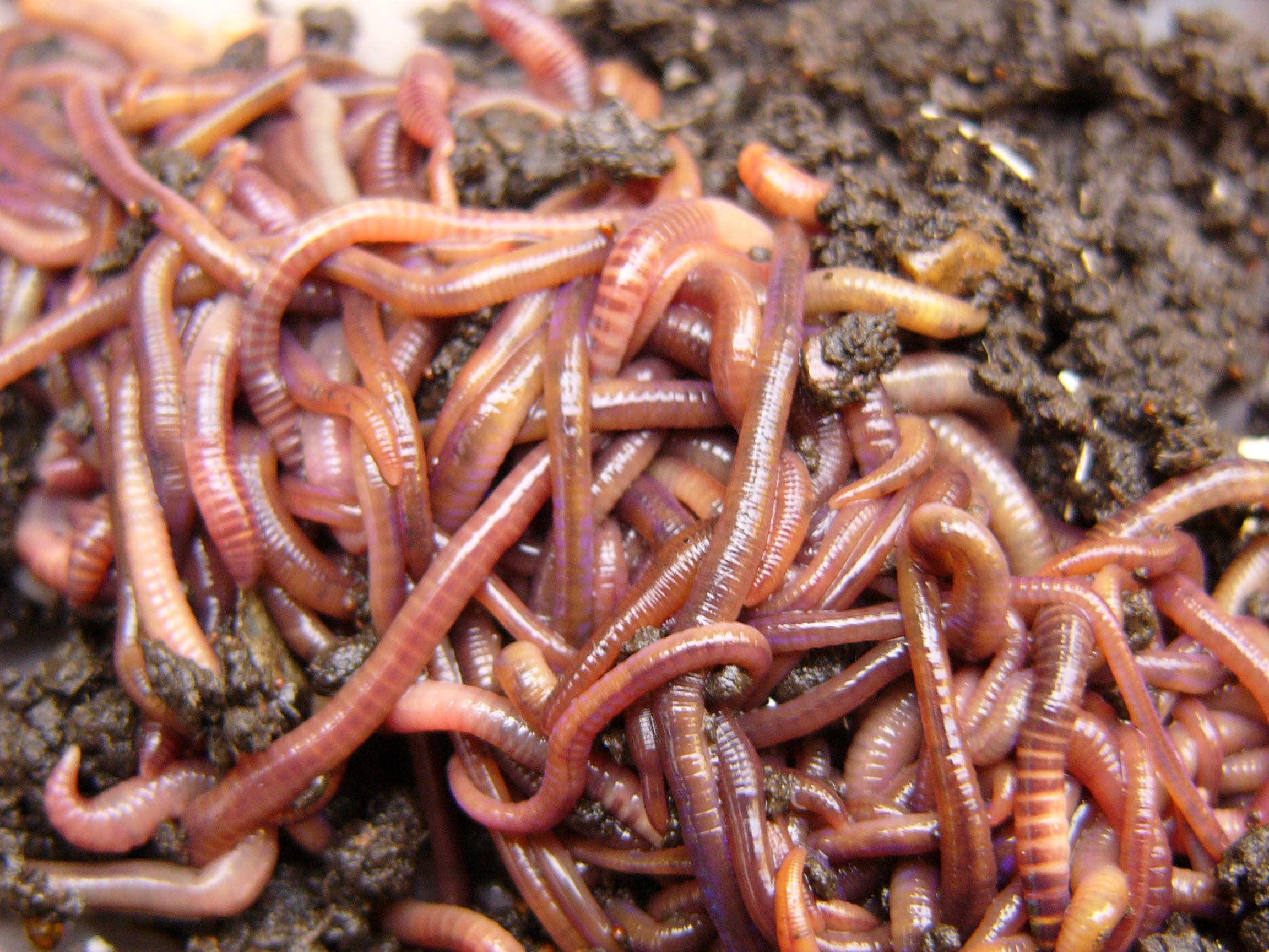 Worms wallpaper