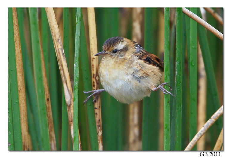 Pretty Wren-like rushbird