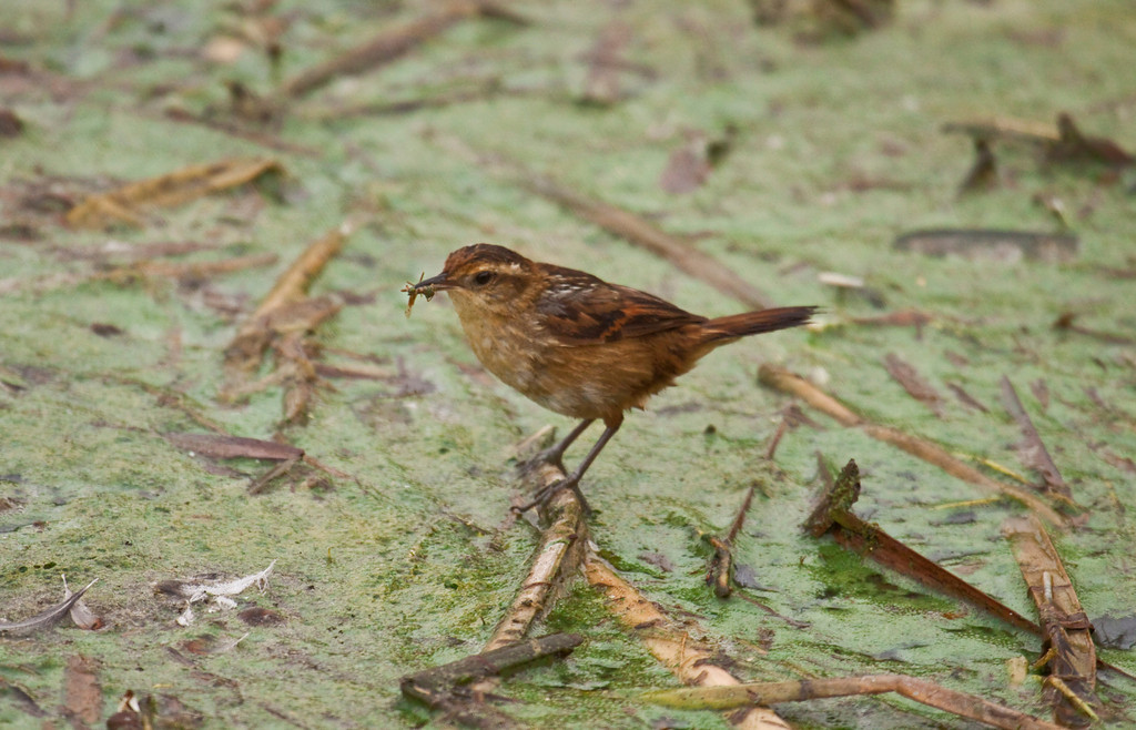 Pretty Wren-like rushbird