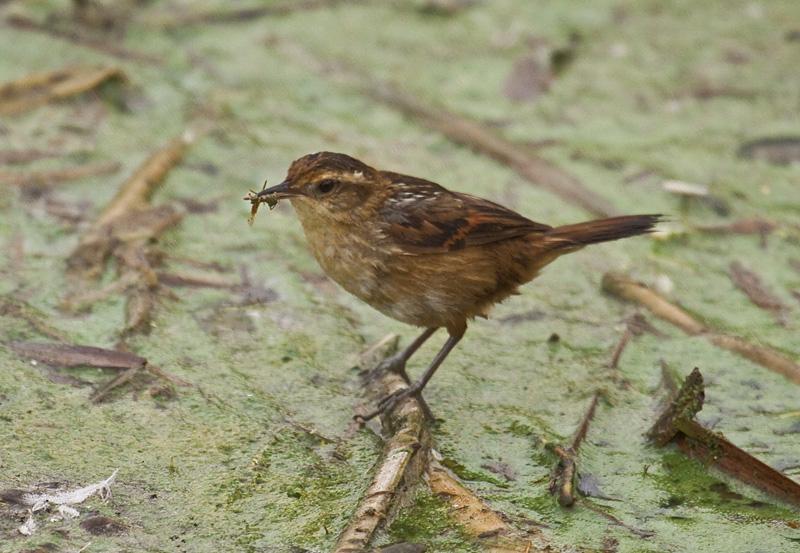 Pretty Wren-like rushbird