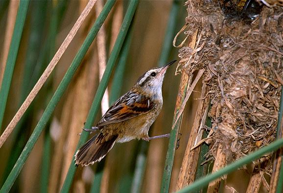 Pretty Wren-like rushbird