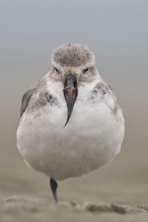 Wrybill