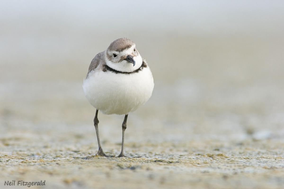 Pretty Wrybill