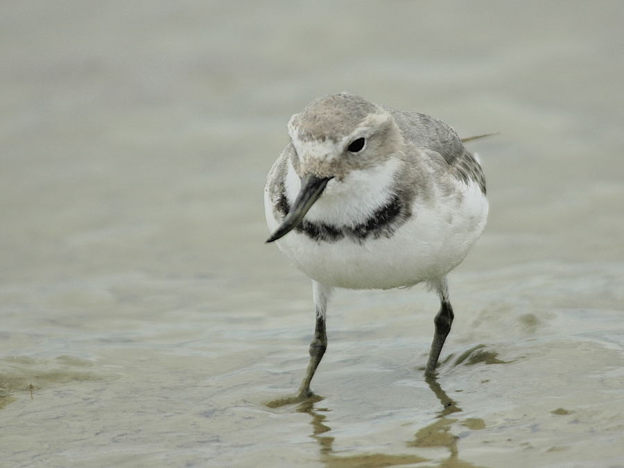 Pretty Wrybill