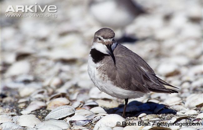 Pretty Wrybill