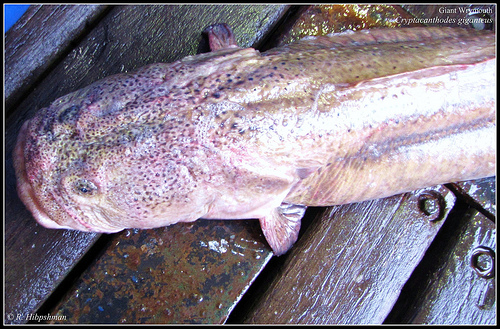 Wrymouth
