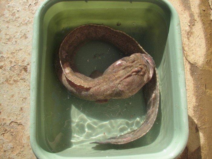 Pretty Wrymouth
