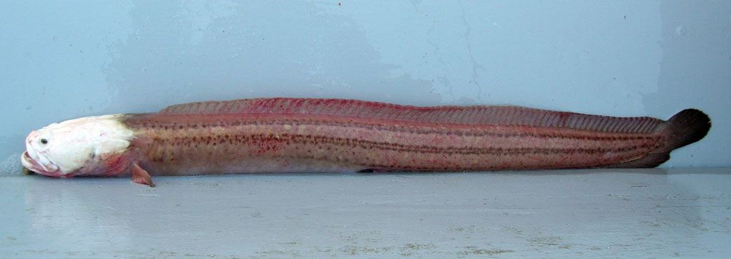 Pretty Wrymouth