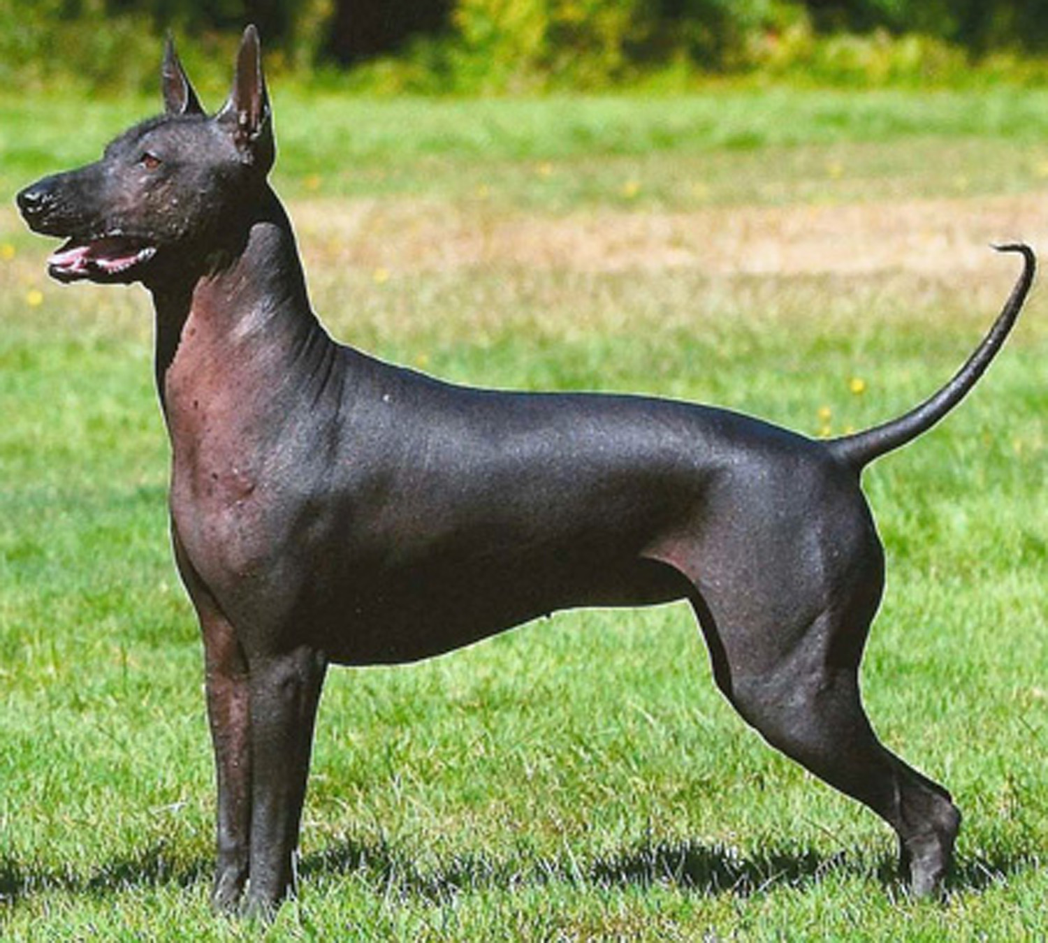 Nice Xoloitzcuintli - Dog Breed
