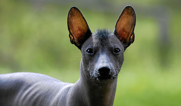 Cute Xoloitzcuintli - Dog Breed