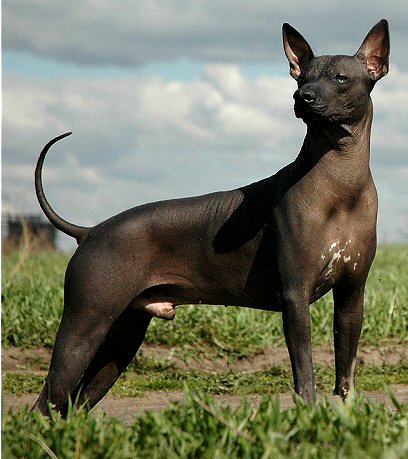 Wallpaper Xoloitzcuintli - Dog Breed
