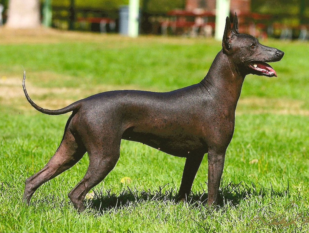 Photo Xoloitzcuintli - Dog Breed