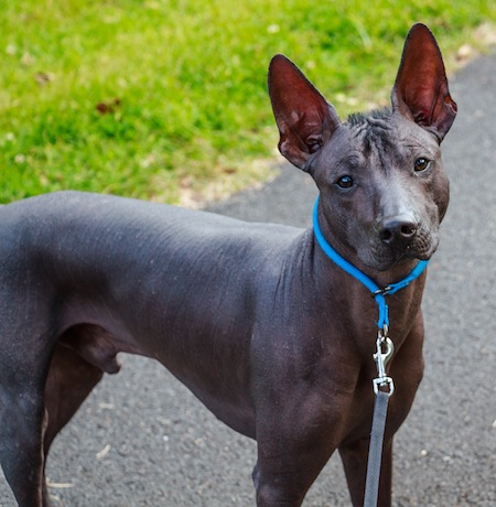 Xoloitzcuintli - Dog Breed photo 