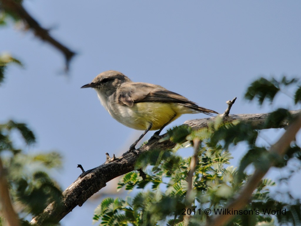 Yellow-bellied eremomela