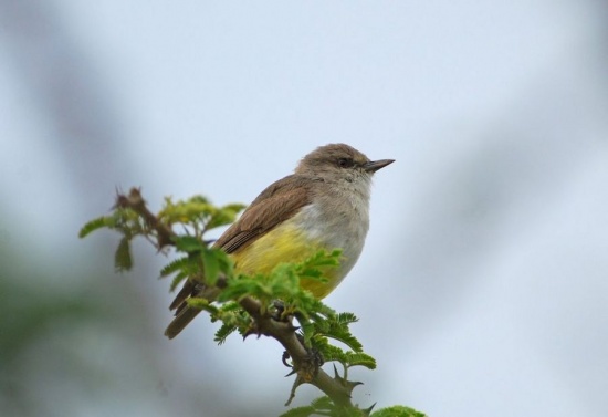 Pretty Yellow-bellied eremomela