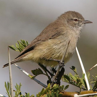 Pretty Yellow-bellied eremomela