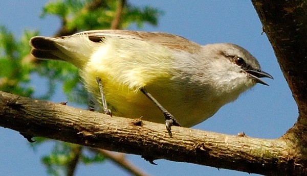 Pretty Yellow-bellied eremomela