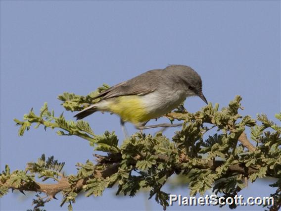 Pretty Yellow-bellied eremomela