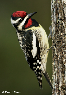 Yellow-bellied sapsucker