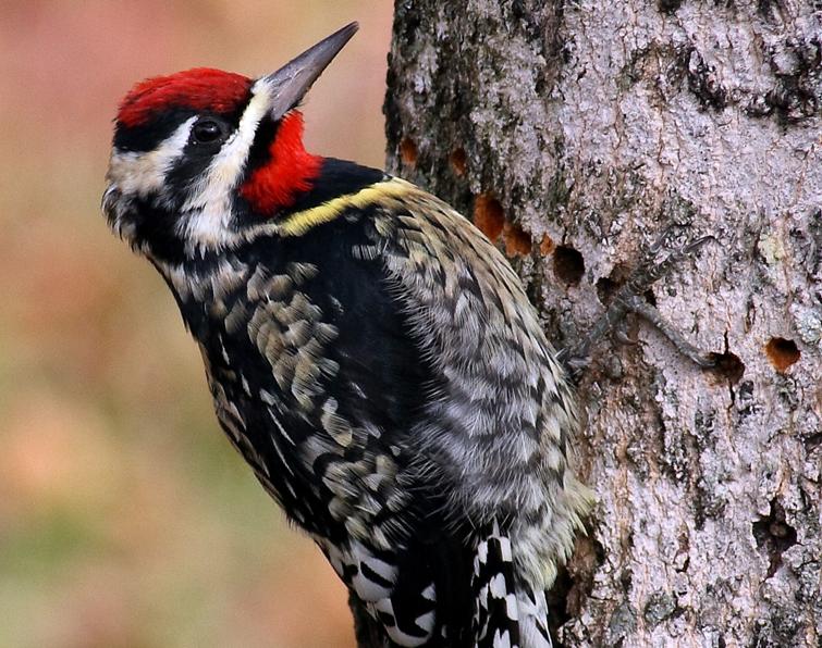 Pretty Yellow-bellied sapsucker
