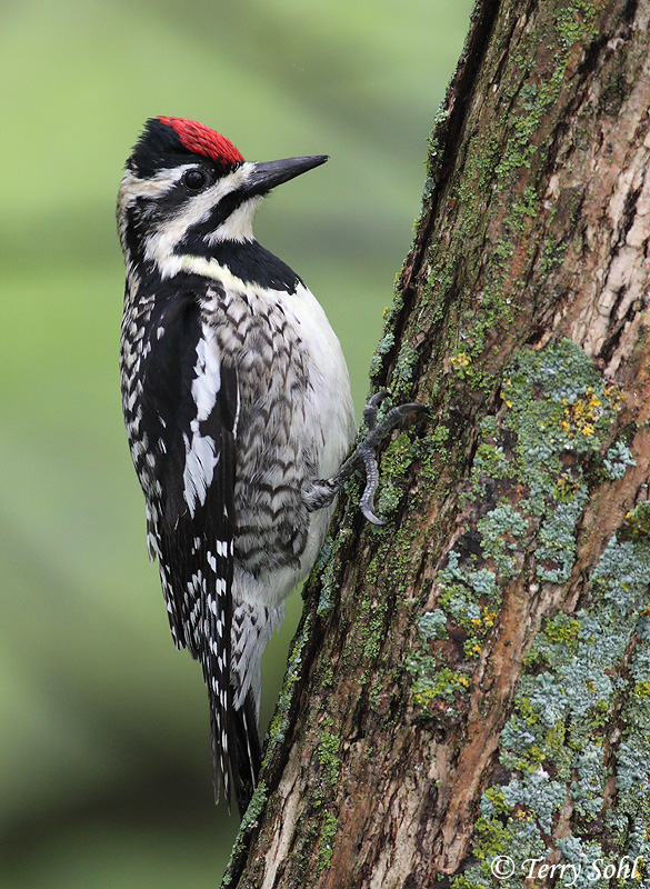 Pretty Yellow-bellied sapsucker