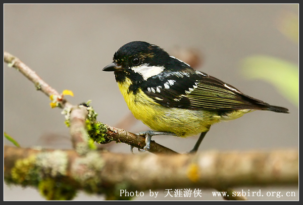 Yellow-bellied tit