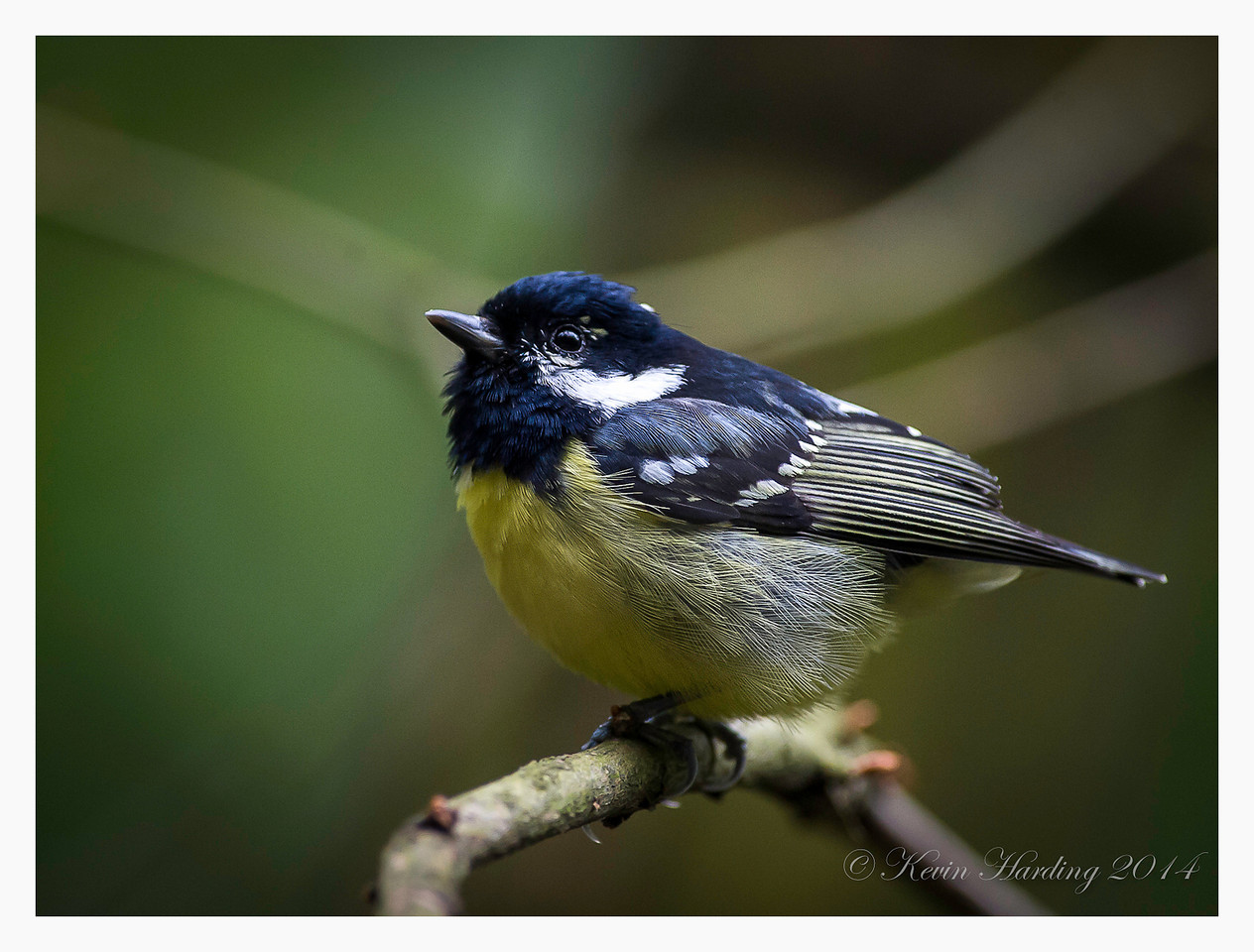 Pretty Yellow-bellied tit