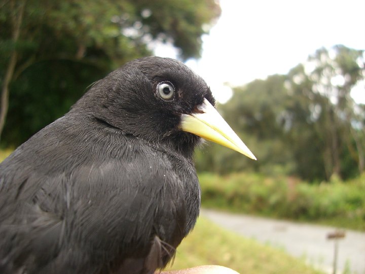 Yellow-billed cacique